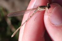 Sympecma fusca