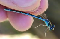 Coenagrion scitulum