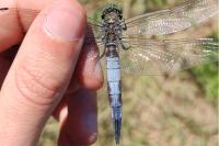 Orthetrum cancellatum