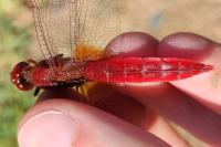 Crocothemis erythraea