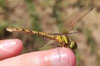 Sympetrum striolatum