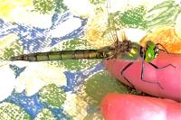 Somatochlora metallica