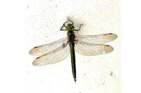 Somatochlora metallica