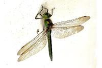 Somatochlora metallica