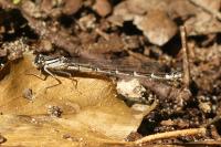 Enallagma cyathigerum