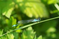 Ischnura elegans