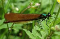 Calopteryx virgo