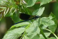 Calopteryx splendens