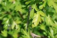 Coenagrion puella