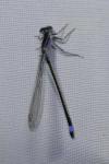 Ischnura elegans