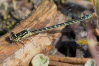 Coenagrion scitulum
