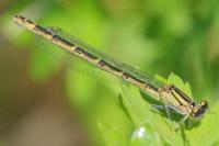 Enallagma cyathigerum