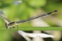 Ischnura elegans
