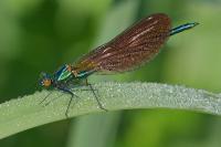 Calopteryx virgo