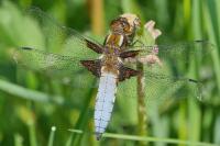 Libellula depressa