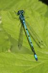 Coenagrion puella