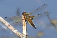 Libellula quadrimaculata