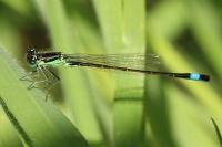 Ischnura elegans