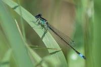 Ischnura elegans