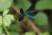 Calopteryx virgo