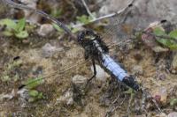 Orthetrum albistylum