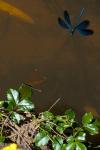 Calopteryx virgo