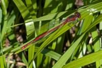 Pyrrhosoma nymphula