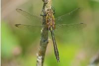 Cordulia aenea