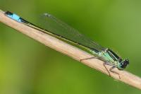 Ischnura elegans