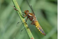 Libellula depressa