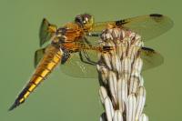 Libellula quadrimaculata