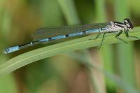 Coenagrion puella