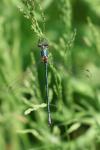 Lestes dryas