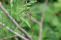 Lestes dryas