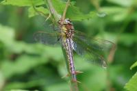 Brachytron pratense