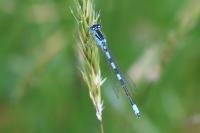Coenagrion scitulum