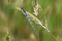 Coenagrion scitulum