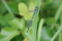 Coenagrion puella