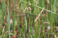Anax imperator