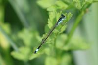 Ischnura elegans