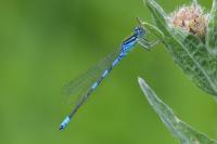 Coenagrion scitulum