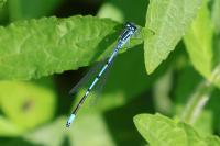 Coenagrion puella