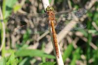 Aeshna isoceles