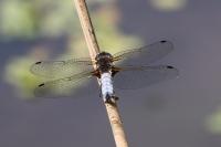 Libellula fulva
