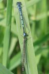 Coenagrion puella