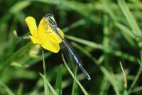 Platycnemis pennipes