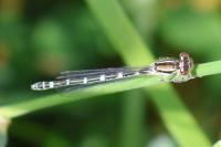 Coenagrion scitulum