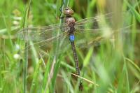 Hemianax ephippiger