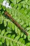 Pyrrhosoma nymphula