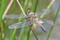 Libellula quadrimaculata